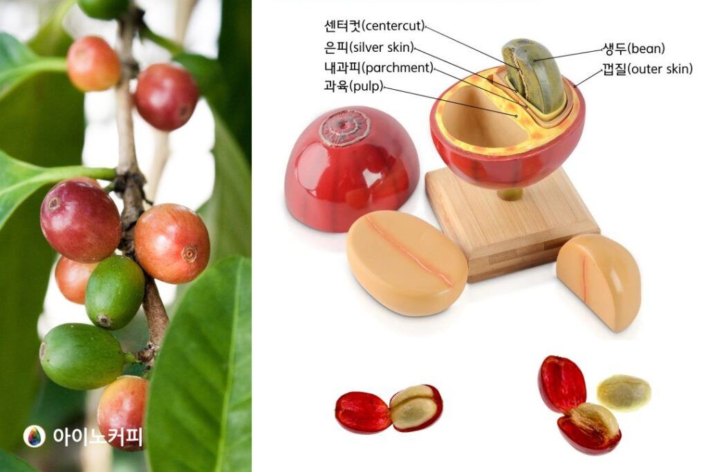 내추럴프로세싱, 건식가공법 [커피가공#1] | 아이노커피
